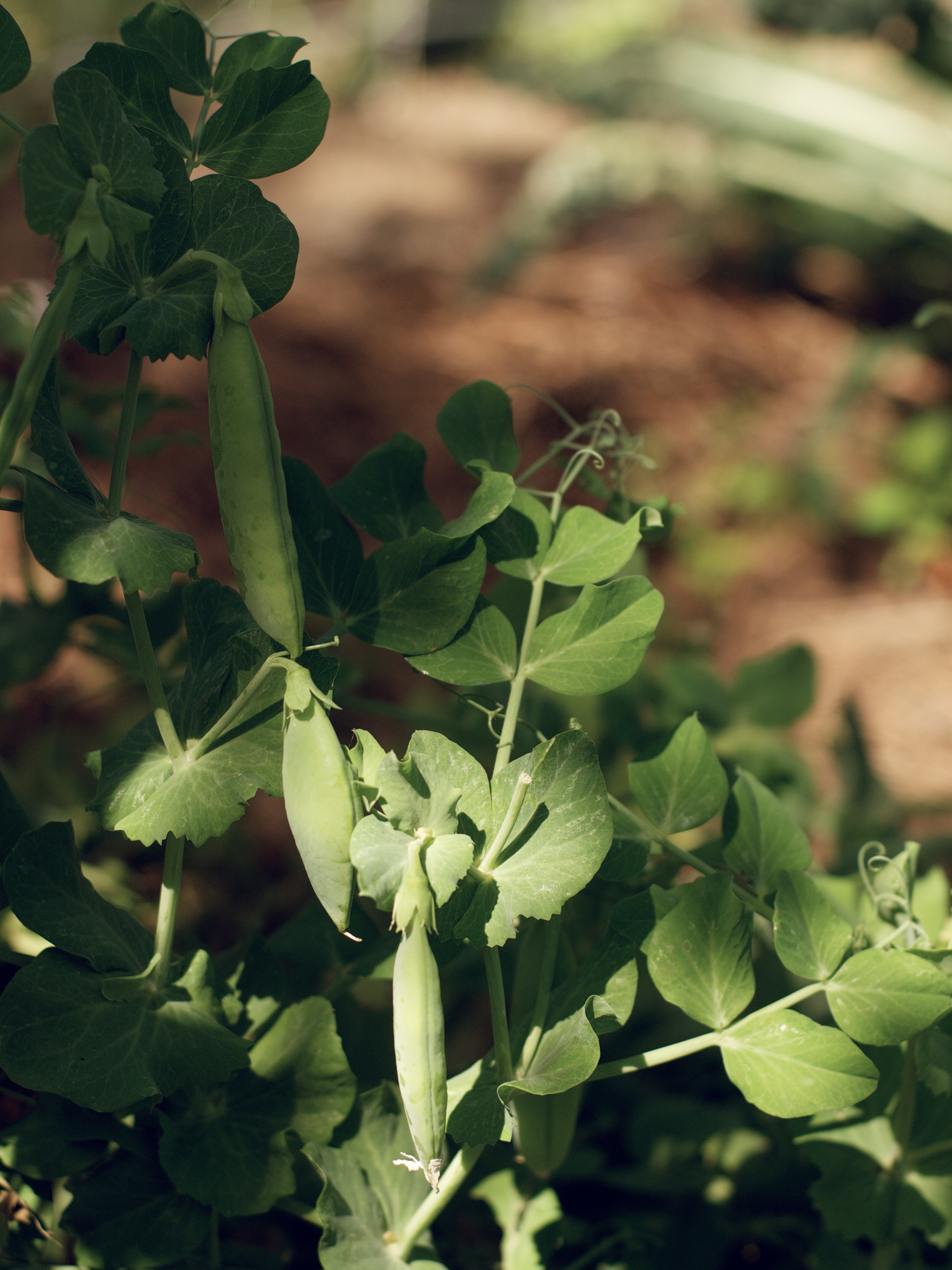 Peas